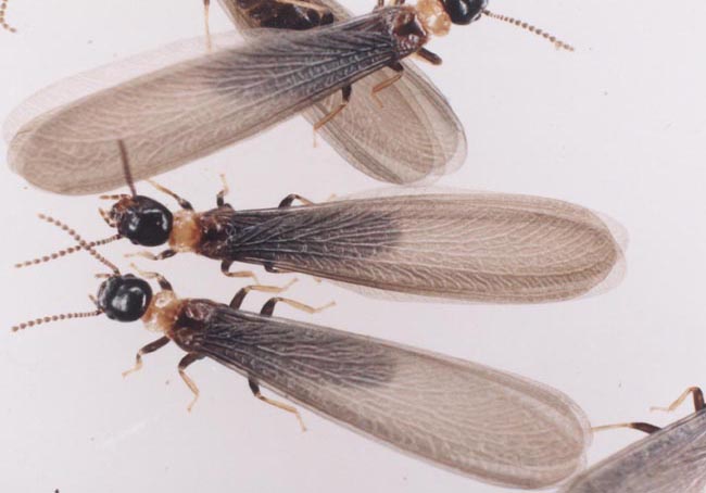 株式会社工藤白蟻環境管理